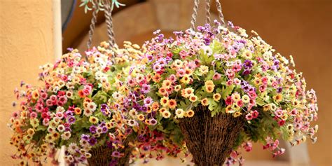 How To Grow Hanging Baskets From Seed Grow Beautiful And Save Big