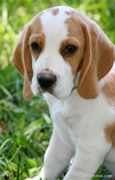Beagle puppies for sale, dogs for sale. Cute Lemon Beagle Puppiescutest Beagle Puppies All Puppies ...