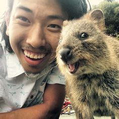 The internet thinks quokkas are the happiest animals in the world, but there's more to the good times with the rottnest island quokka narrative than meets the eye. 49 Best Quokka Selfie images | Quokka, Selfie, Happy animals
