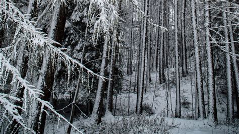 Download Wallpaper 1920x1080 Forest Snow Trees Snowy