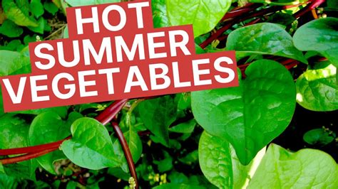 Summer Vegetables To Grow In Your Florida Vegetable Garden Beat The