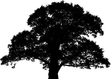 Free Photo Tree Silhouette Nature Painting Plant Free Download
