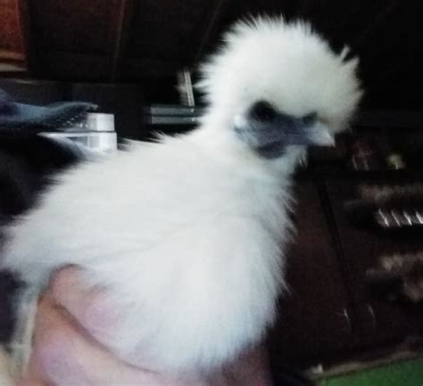 Introducing The White Silkie Moms Eggs