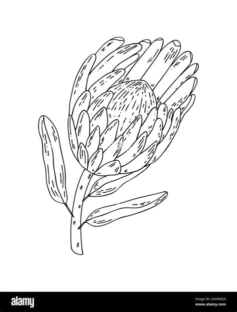 Hand Drawn Line Protea Isolated On White Background Outline Exotic