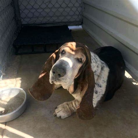 Basset Hound Dog For Adoption In Carrollton Tx Adn 483388 On
