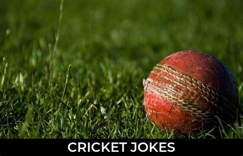 43 Cricket Jokes And Funny Puns Jokojokes