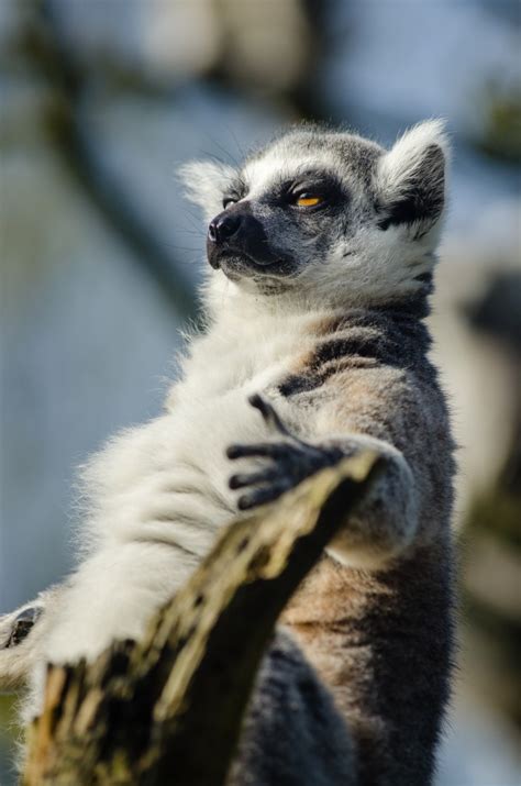 Madagascar A Guide To Using The Film As An Educational Tool For Lemur