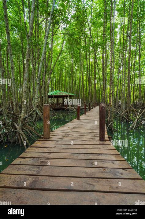 Wooden Bridge In A Mangrove Forest At Tung Prong Thong Rayong Province