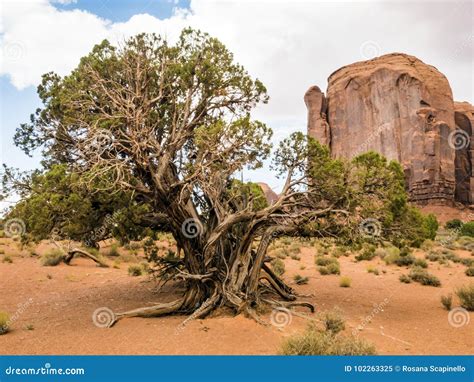 Monument Valley Old Trees Arizona Az Stock Image Image Of