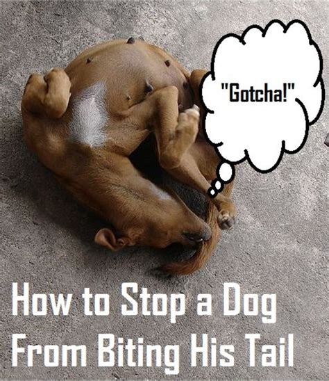10 Ways To Stop Your Dog From Biting His Tail Pethelpful