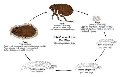 Fleas Public Health And Medical Entomology Purdue Biology