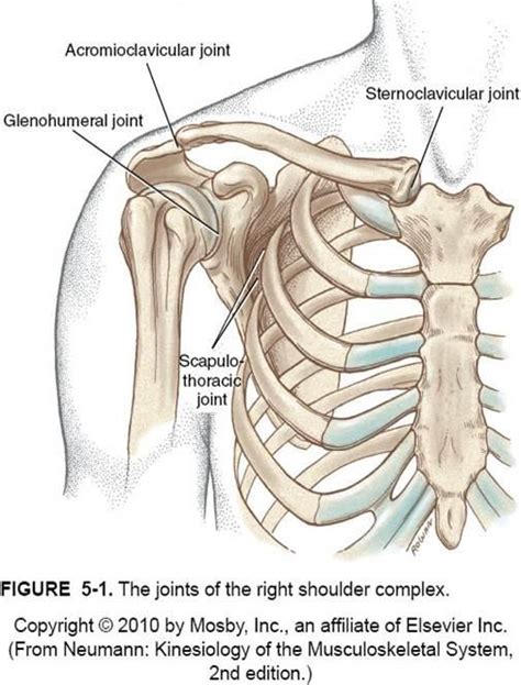 Skip to content search menu this is cancer.net's guide to head and neck cancer. Shoulder Complex - Anatomical Considerations | BEST ...