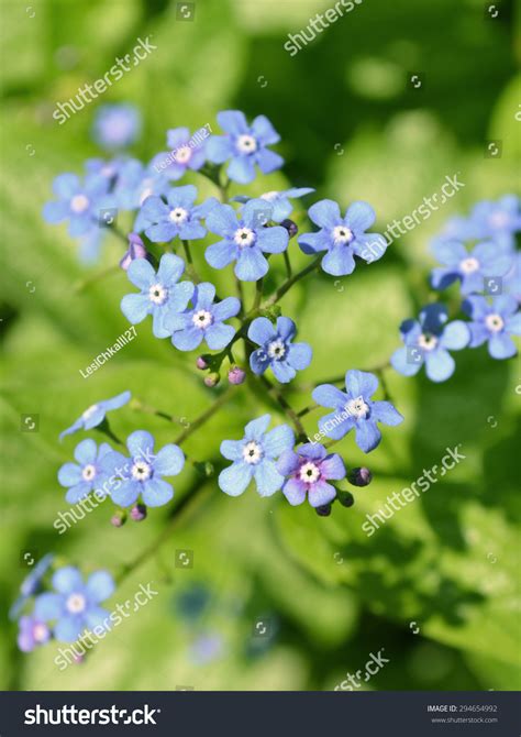 Blue Jack Frost Flowers Also Known As False Forget Me Not Siberian
