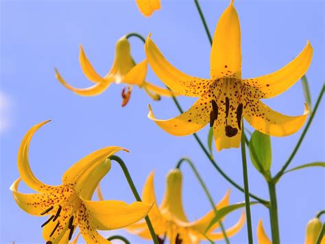 Tiger Lilies Photograph By Theresa Nye Fine Art America