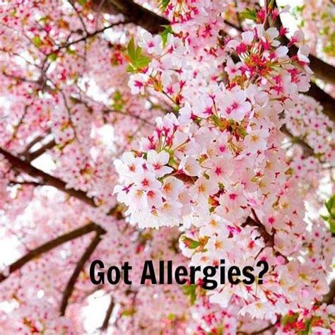 Just Like The Flowers Allergies Are Also In Full Bloom If You Suffer