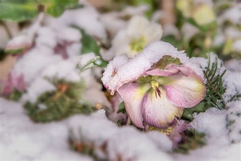 Wenn die pflanzen im kübel kultiviert werden, gestaltet sich die pflege im winter etwas aufwändiger. Winterharte Blumen: Diese robusten Sorten trotzen dem Winter