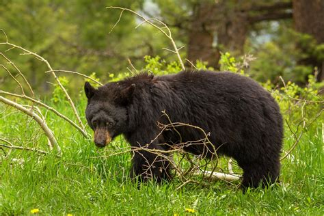 Best Time To See Black Bears In Yellowstone National Park 2024 Roveme