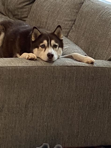 UK Dog Owner - Kavik