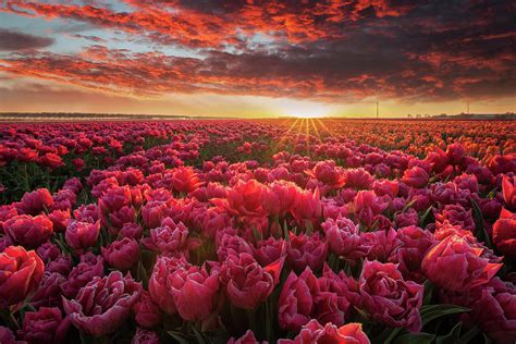 Tulip Magnificence Photograph By Martin Podt Fine Art America