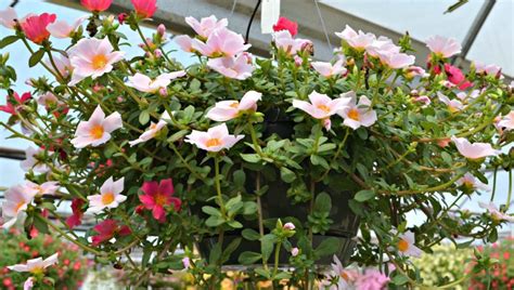 These are the best to use. Top Hanging Baskets for Full Sun | Fairview Garden Center