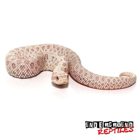 Did you scroll all this way to get facts about hognose snake? Normally Occurring In Canada Through The Central United ...