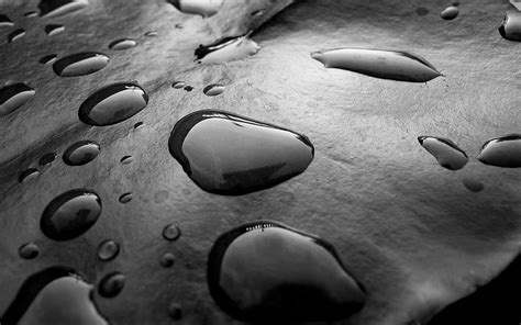 Water Drops Surface Black White Drops Moisture Hd Wallpaper