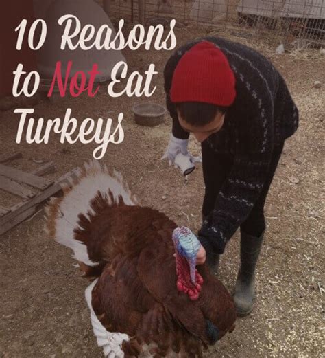 We did not find results for: 10 Really Good Reasons Not to Eat Turkeys | PETA