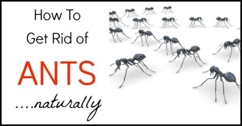 Let's face it, ants in your house can be a big nuisance. A Non Toxic Home Remedy For How To Kill Ants - Sisters ...