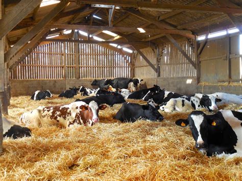 Cows In Barn Image Eurekalert Science News Releases