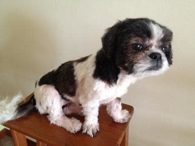 Dog hair loss is typically caused by an underlying issue such as ringworm, bacterial infections, or parasite infestation from fleas, ticks, mites, or lice. Red dots under dog's armpit area with black scaly looking ...