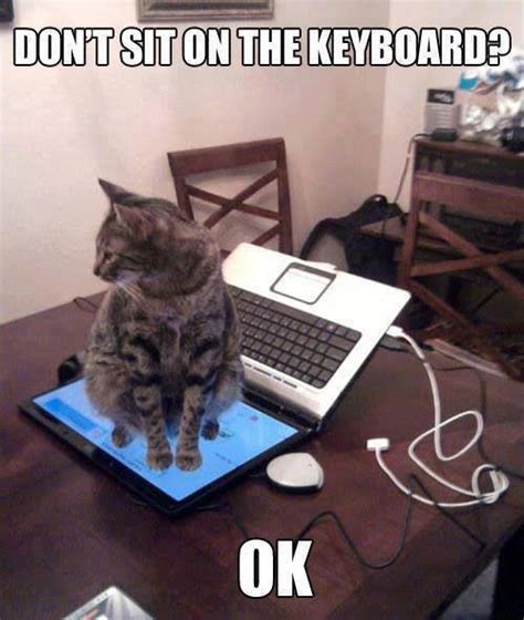 Cat On Laptop Cat Memes Funny Animal Pictures Crazy Cats