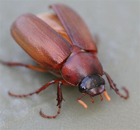 Big Brown Beetle Bug Biological Science Picture Directory