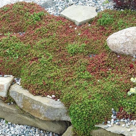 Coral Carpet Stonecrop In 2021 Landscaping With Rocks Landscaping