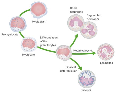 White Myeloid Cells Histology Concise Medical Knowledge