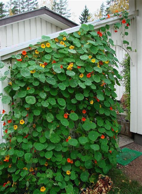 Climbing Plants 7 Fast Growing Climbers Vines And Creepers Artofit