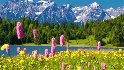 Alps Snowy Mountain Peaks Blue Sky Green Forest With Trees And Pine