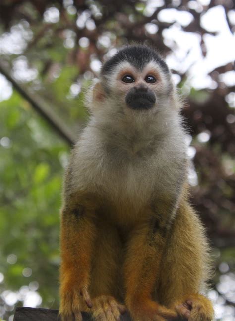 Fileblack Crowned Central American Squirrel Monkey