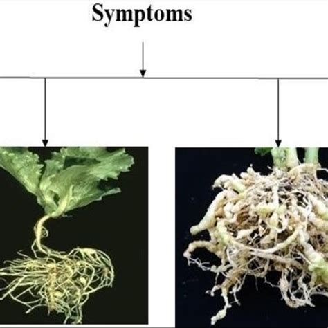 Pdf An Overview Of Root Knot Nematodes And Their Management