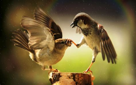 Birds Animals Sparrows Rainbows Rain Humor Wallpapers