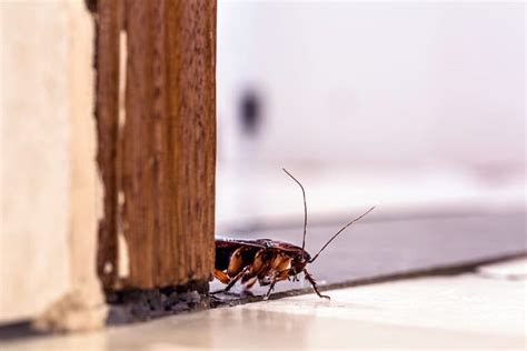 Cockroaches Pest Control Dubai Company Globalex