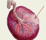 Die plazenta übernimmt zahlreiche funktionen. Infarkt der Plazenta - Ursachen, Symptome, Diagnose und ...