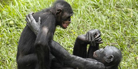 Sexual Healing Bonobos Use Sex To De Stress Wired