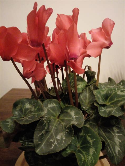 How To Care For Indoor Cyclamen