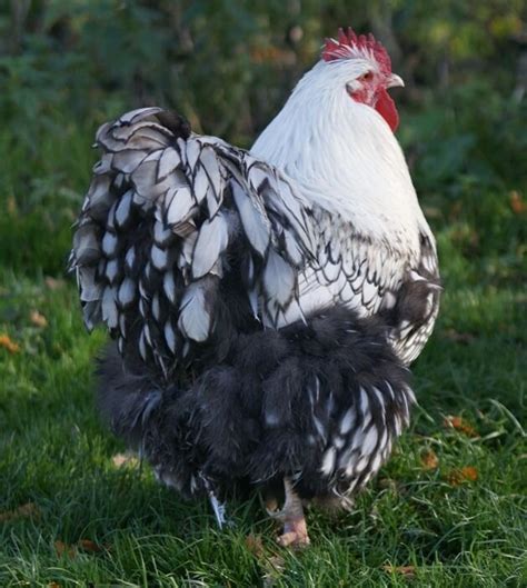 Buff Laced White Orpington Rooster Breeds Breeds Chickens Hot Sex Picture
