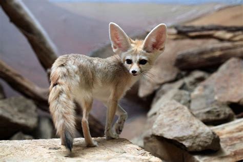 7 Fun Facts About The Fennec Fox Mnn Mother Nature Network