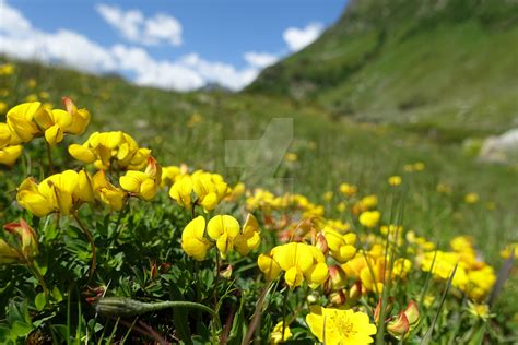 Alps Flowers By Tusneldasgallery On Deviantart