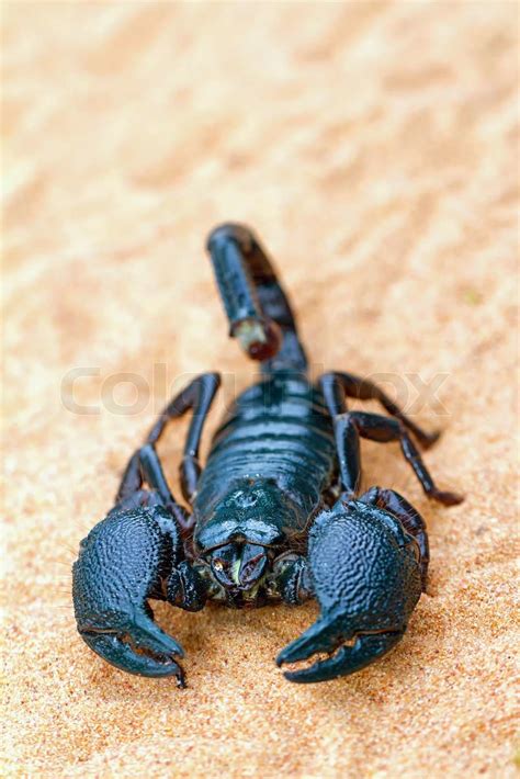 Pandinus Imperator The Largest Scorpion In The World Stock Image