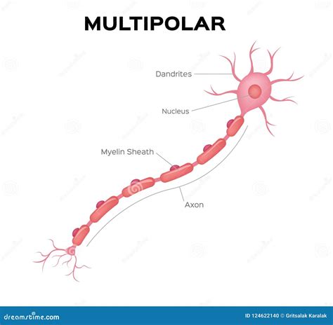 Anatomía Multipolar De La Neurona Infographic Ilustración Del Vector