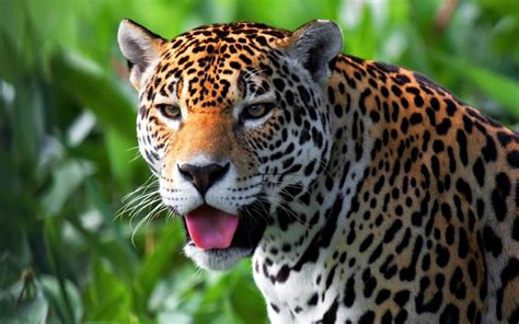 While the jaguar once populated the southern united states, central america, and south america, its presence throughout this range has been extremely. jaguars, Animals Wallpapers HD / Desktop and Mobile ...