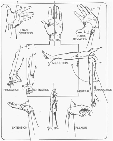 Anatomical Terms For Motions Of Upper Limb Wrist And Joints